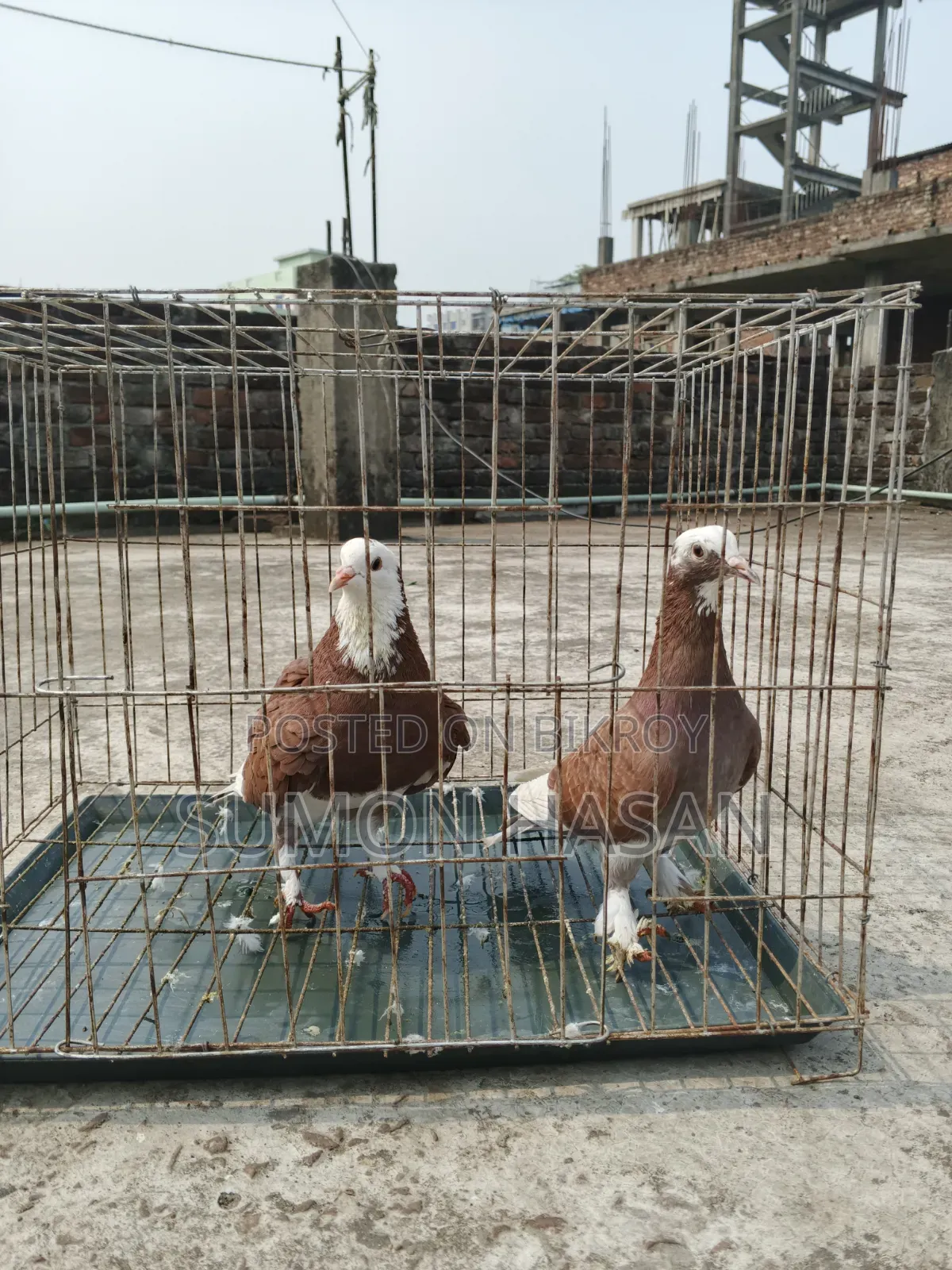Pair of Pigeons with Cage for Sale