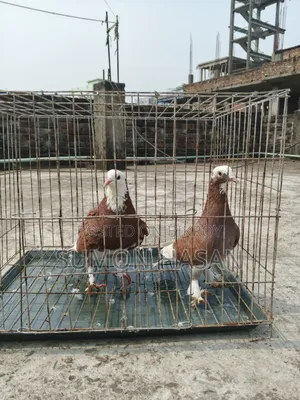 Pair of Pigeons with Cage for Sale