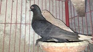৪ জোড়া কবুতর সেল দেওয়া হবে