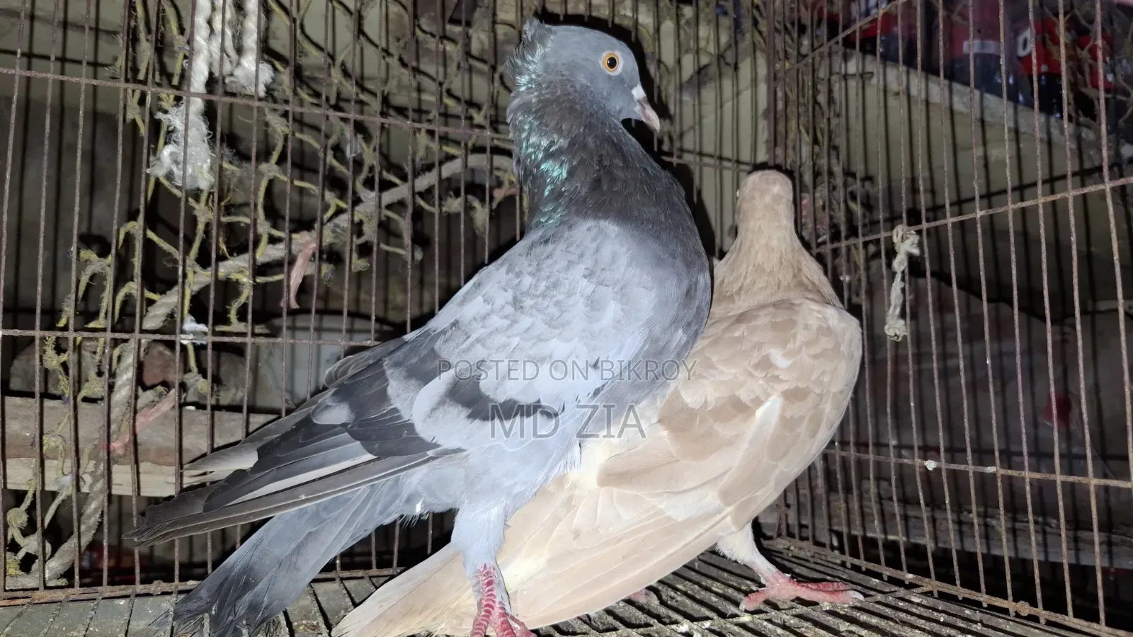 ৪ জোড়া কবুতর সেল দেওয়া হবে