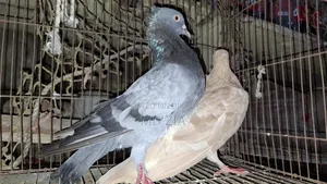৪ জোড়া কবুতর সেল দেওয়া হবে