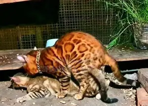 ১+ বছরের নারী খাঁটি জাতের বেঙ্গল