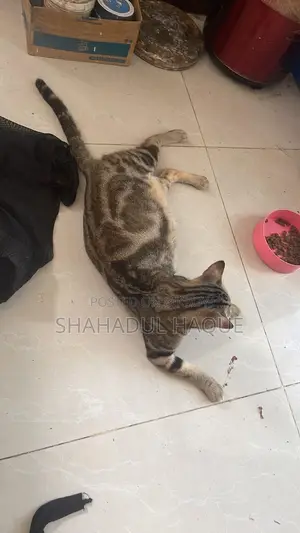 ১+ বছরের নারী খাঁটি জাতের বেঙ্গল