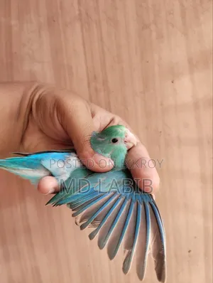 ৫ পিস হাই মিউটেশন ফোরপাস