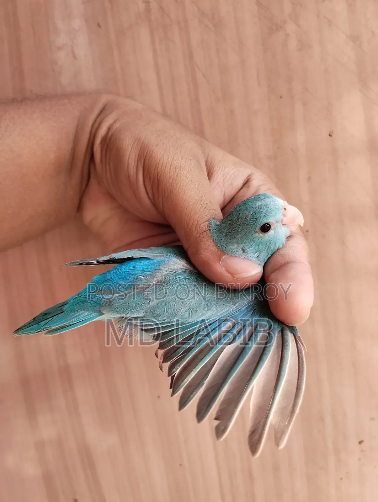 ৫ পিস হাই মিউটেশন ফোরপাস
