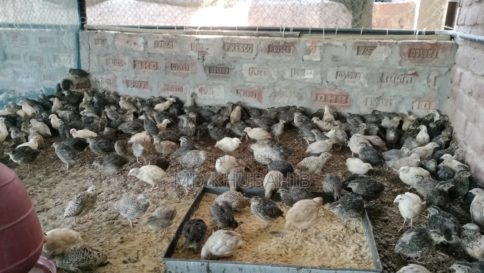 Lay-ready quail birds for sale