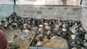 Lay-ready quail birds for sale