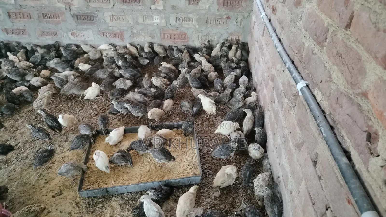 Lay-ready quail birds for sale