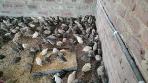 Lay-ready quail birds for sale