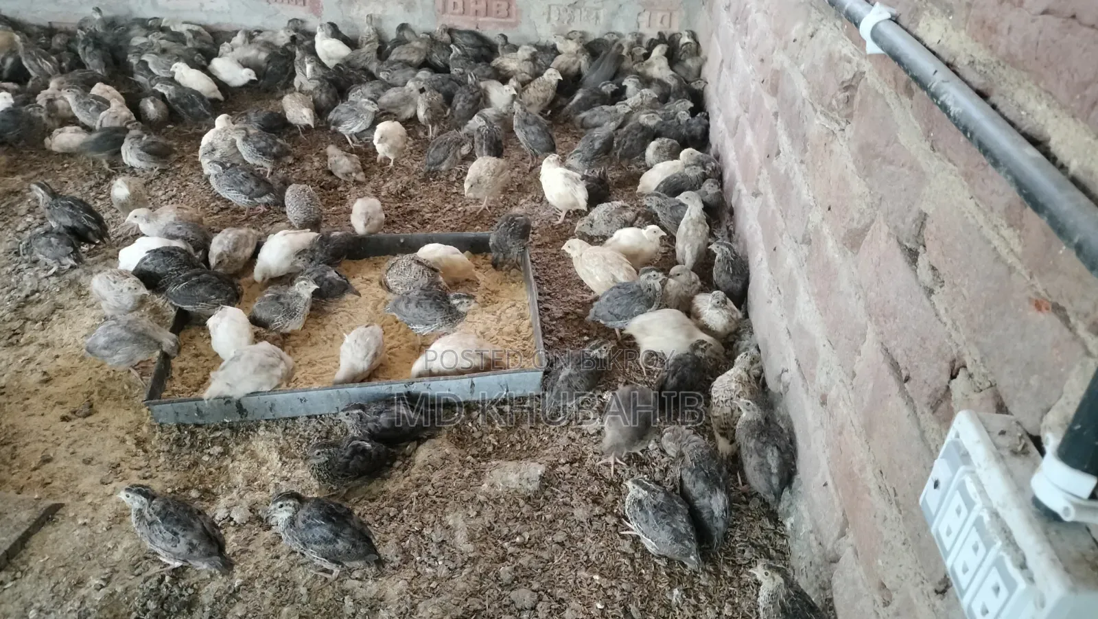 Lay-ready quail birds for sale