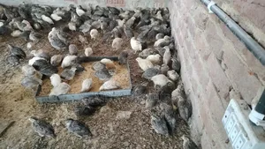 Lay-ready quail birds for sale