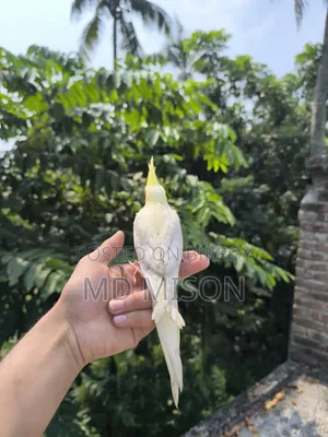টেম লুটিনো রেড আইস ককাটেল পাখি বিক্রয় করা হবে