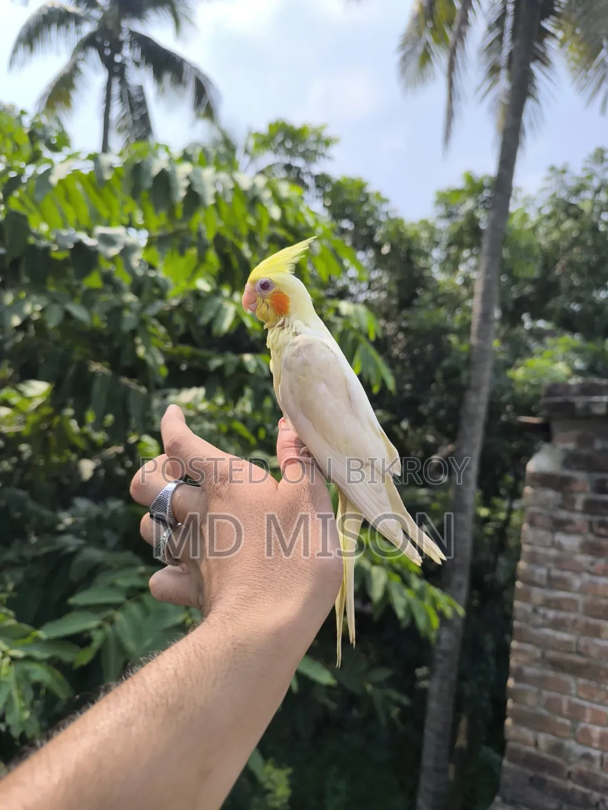 টেম লুটিনো রেড আইস ককাটেল পাখি বিক্রয় করা হবে