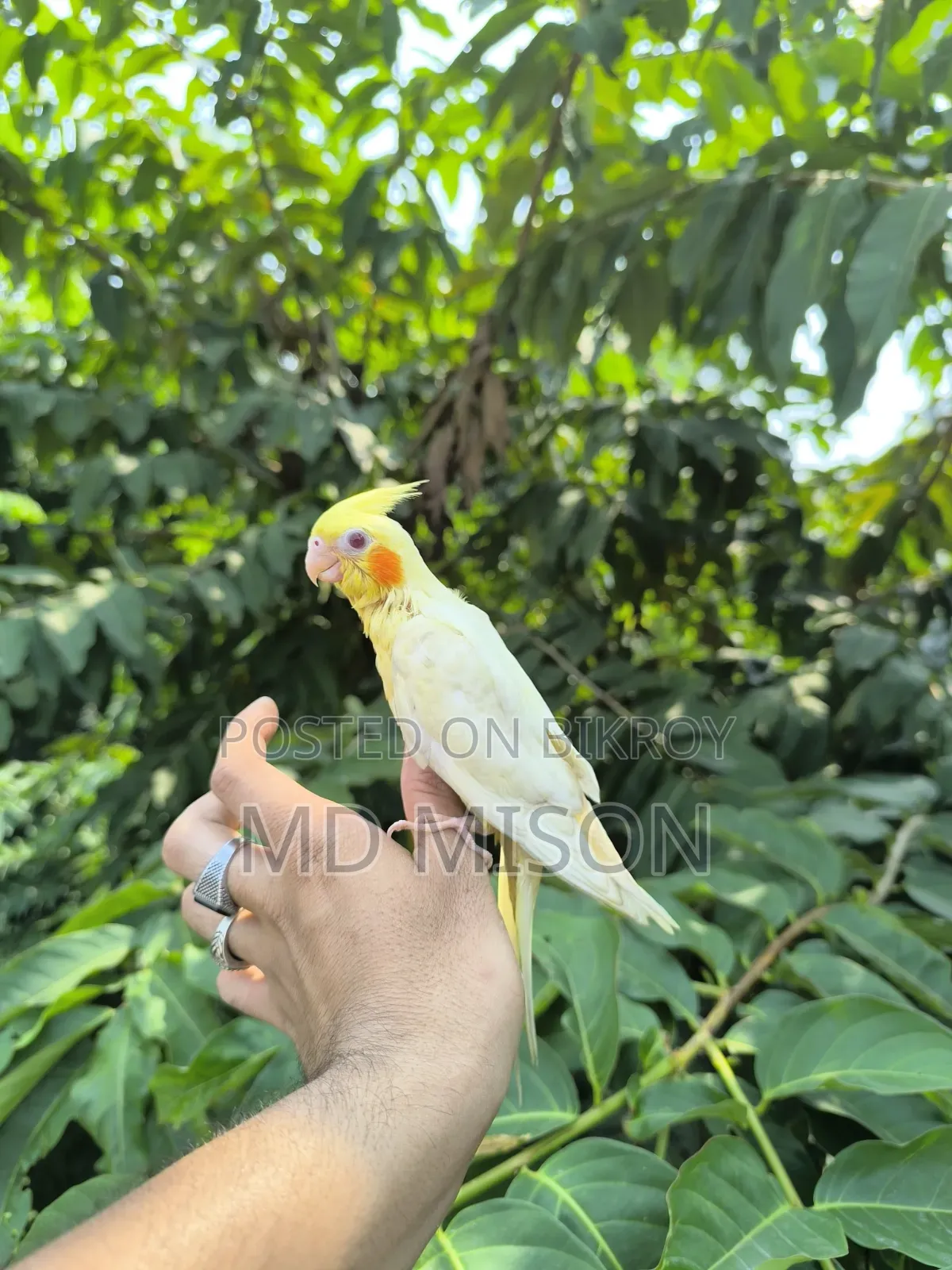 টেম লুটিনো রেড আইস ককাটেল পাখি বিক্রয় করা হবে