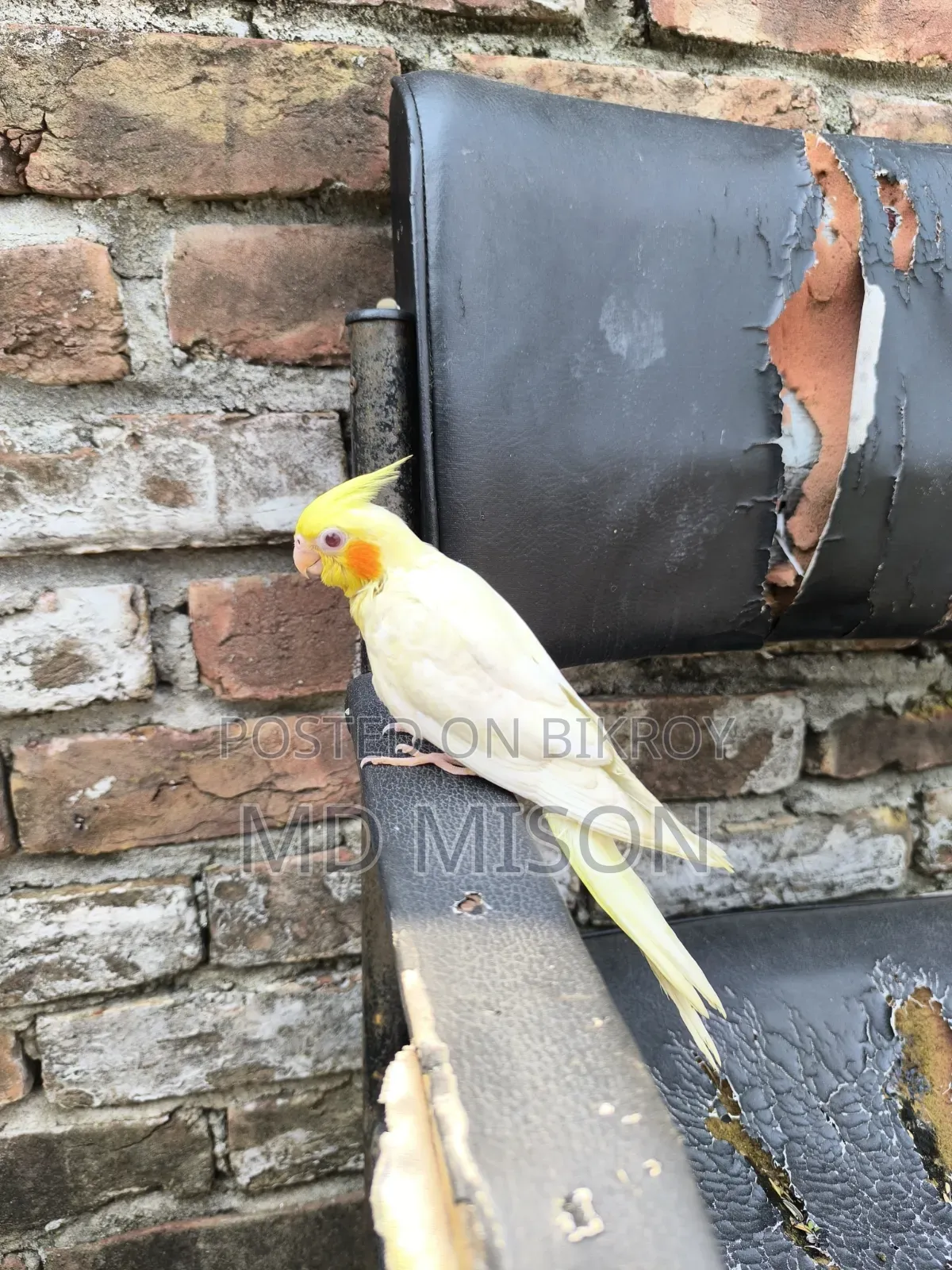 টেম লুটিনো রেড আইস ককাটেল পাখি বিক্রয় করা হবে
