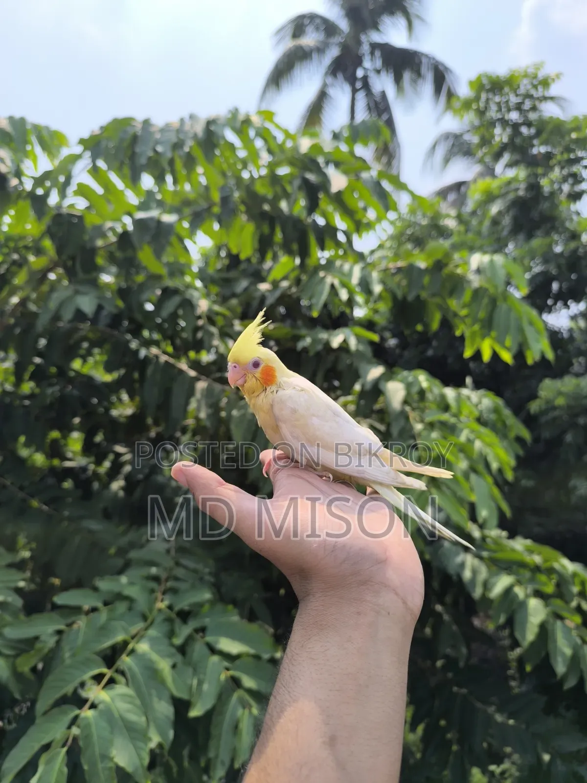 টেম লুটিনো রেড আইস ককাটেল পাখি বিক্রয় করা হবে
