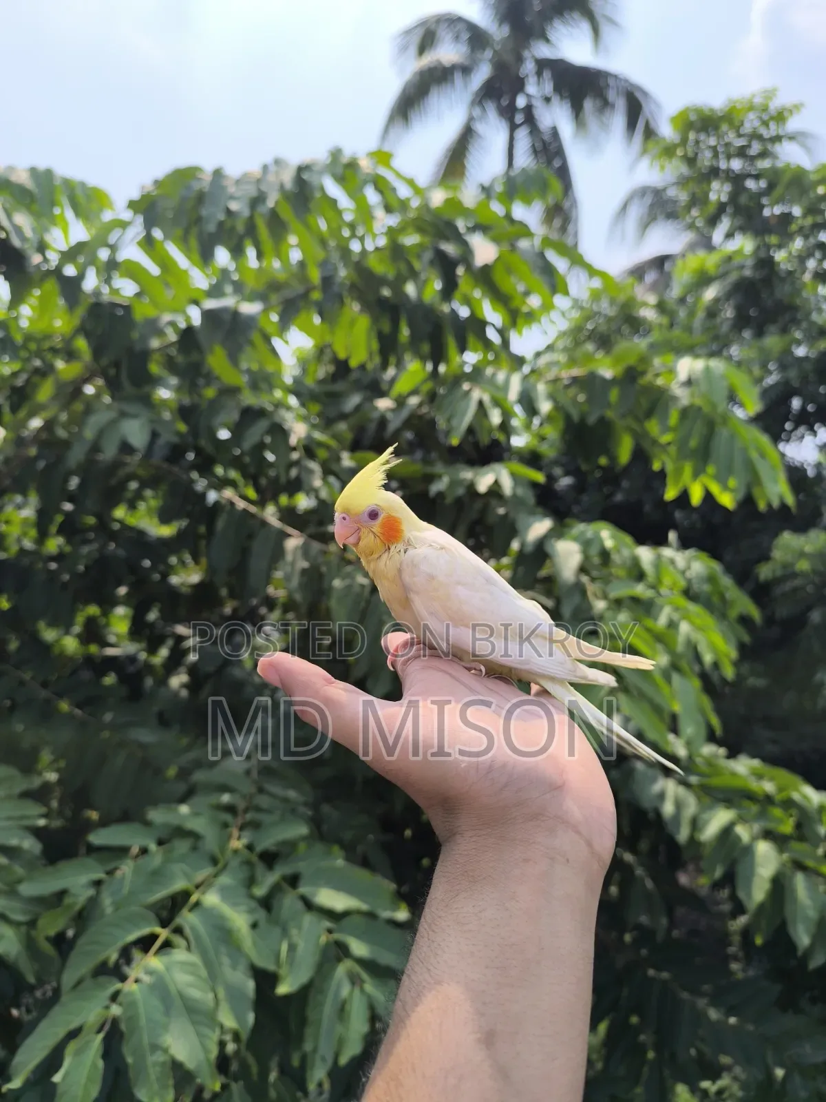 টেম লুটিনো রেড আইস ককাটেল পাখি বিক্রয় করা হবে