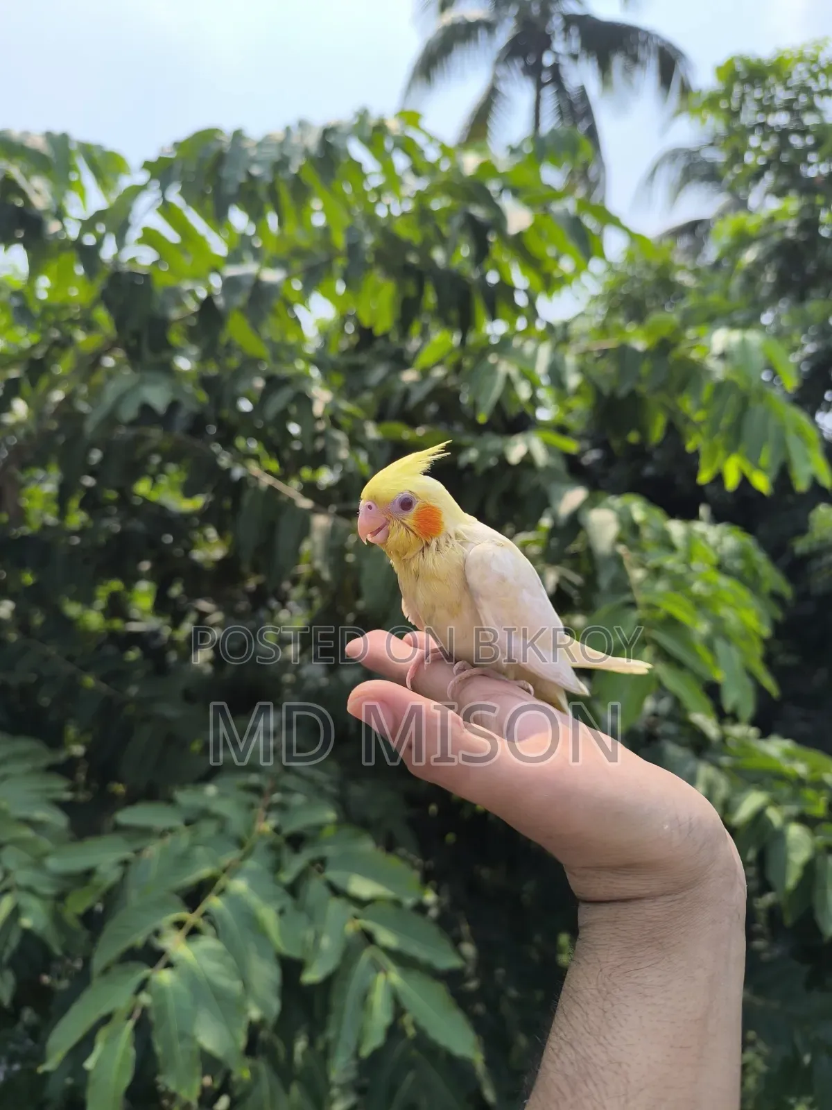 টেম লুটিনো রেড আইস ককাটেল পাখি বিক্রয় করা হবে