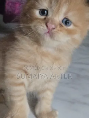 ০-১ মাস বয়সী ফিমেল পিওরব্রেড পার্সিয়ান