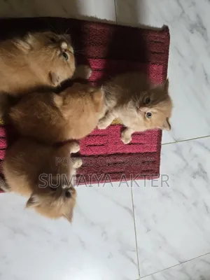 ০-১ মাস বয়সী ফিমেল পিওরব্রেড পার্সিয়ান