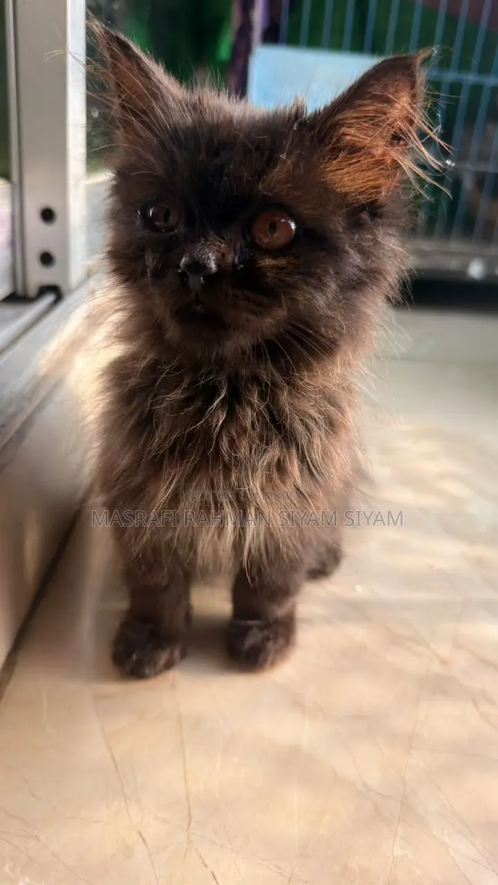 1-3 months Male Purebred Persian