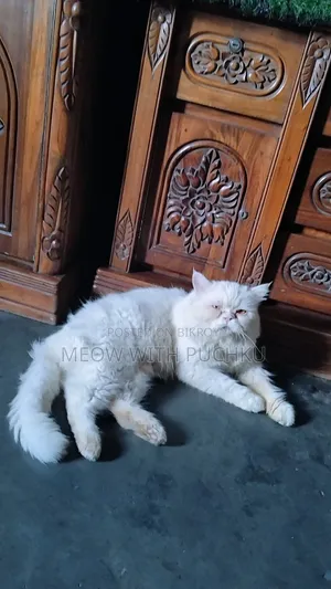 ১+ বছরের পুরুষ পিওরব্রেড পার্সিয়ান