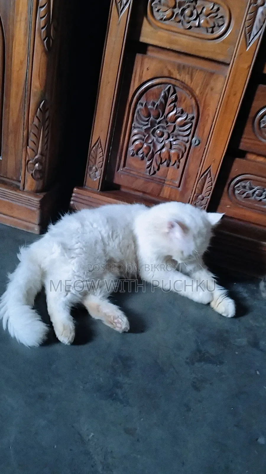 1+ year Male Purebred Persian