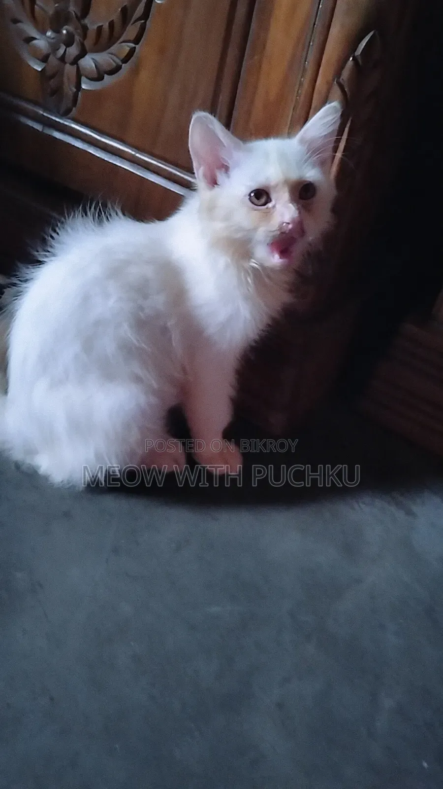 1-3 Months Male Mixed Breed Persian
