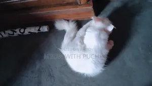 1-3 Months Male Mixed Breed Persian