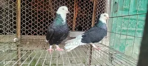 Pair of Gorra Pigeons