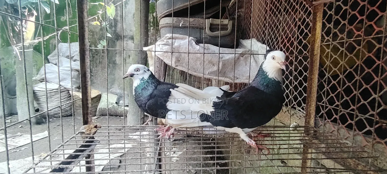 Pair of Gorra Pigeons