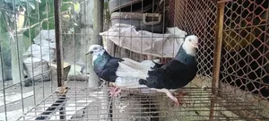 Pair of Gorra Pigeons