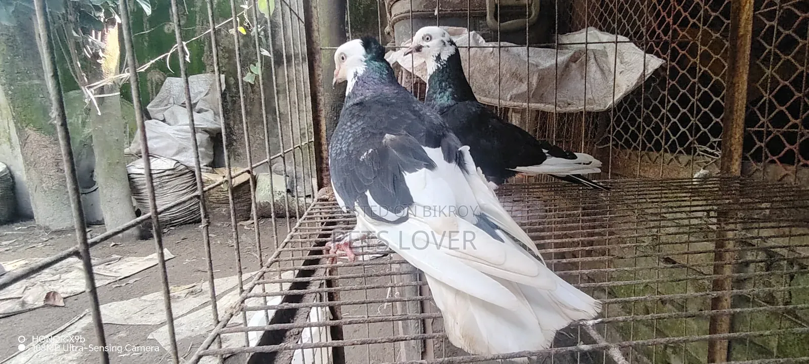 Pair of Gorra Pigeons