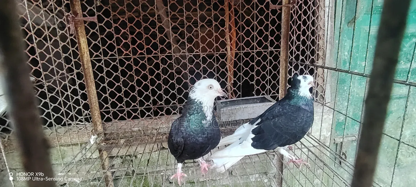 Pair of Gorra Pigeons