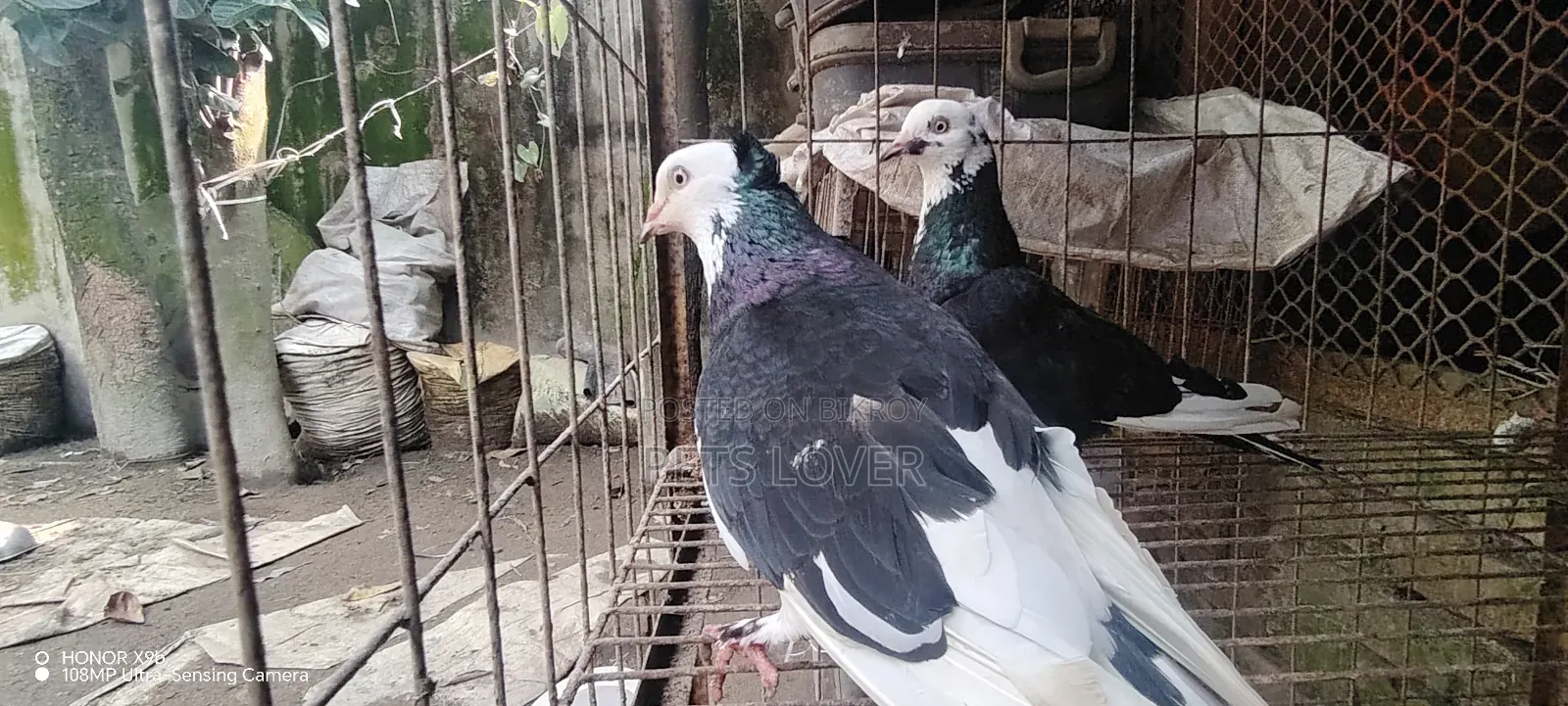 Pair of Gorra Pigeons