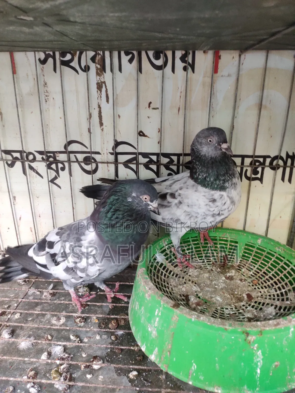 Giribaj Pigeon for sale