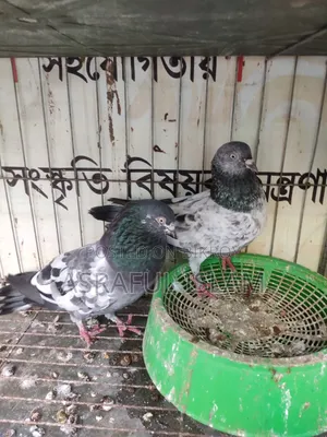 Giribaj Pigeon for sale