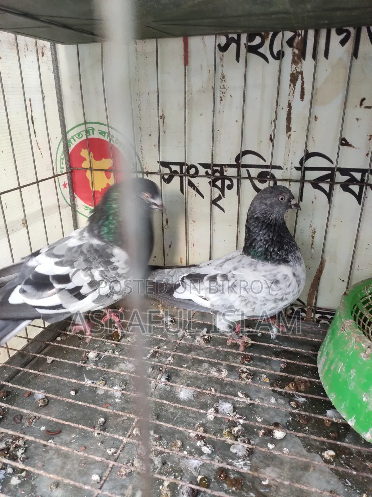 Giribaj Pigeon for sale