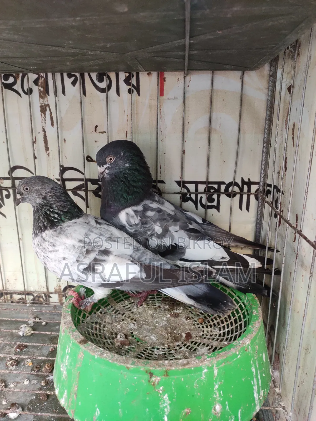 Giribaj Pigeon for sale