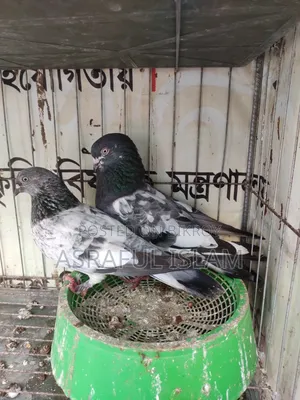 Giribaj Pigeon for sale