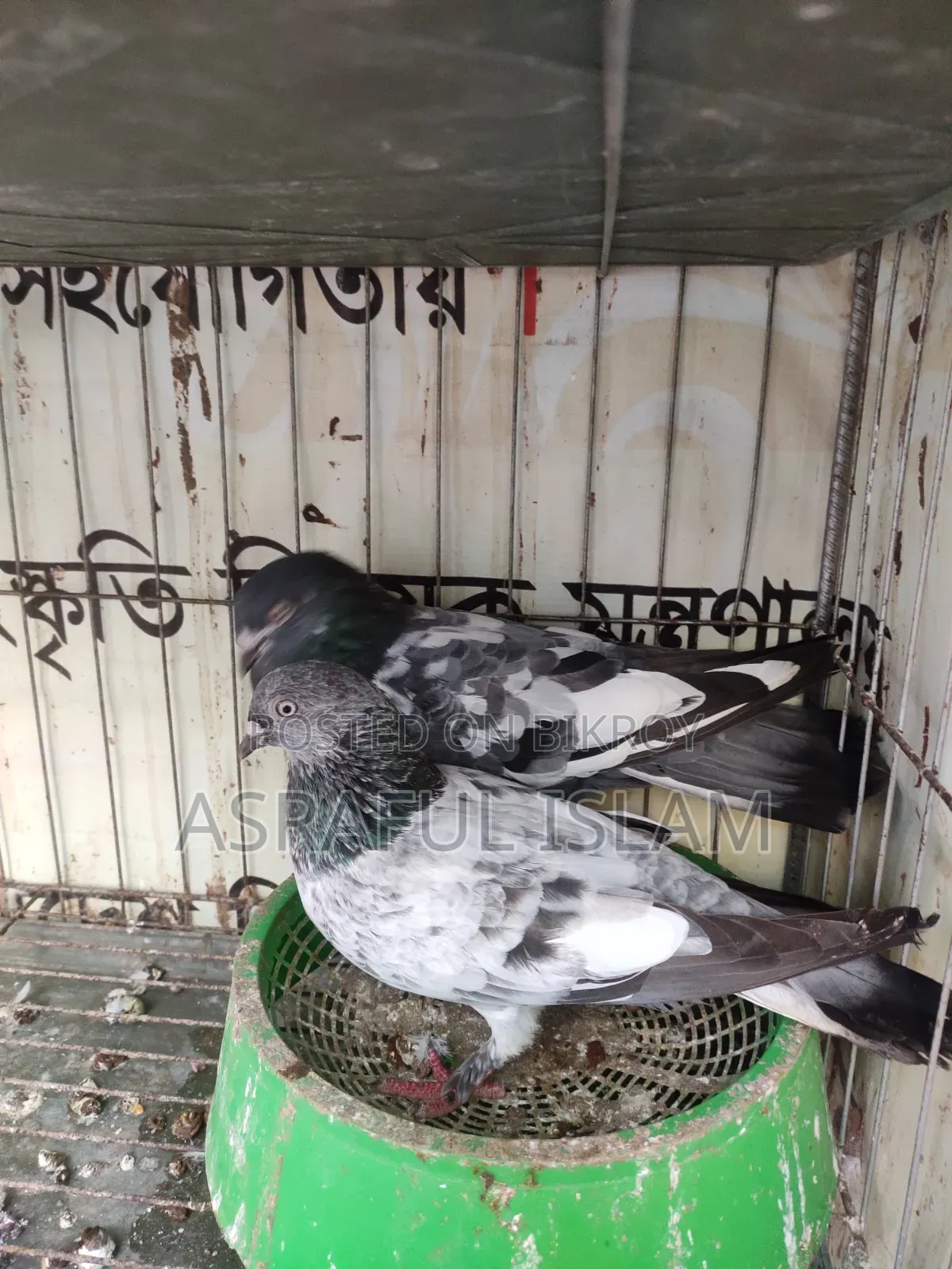 Giribaj Pigeon for sale