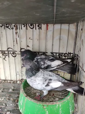 Giribaj Pigeon for sale