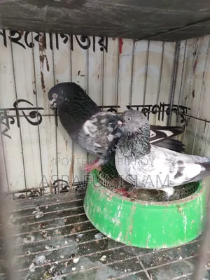 Giribaj Pigeon for sale