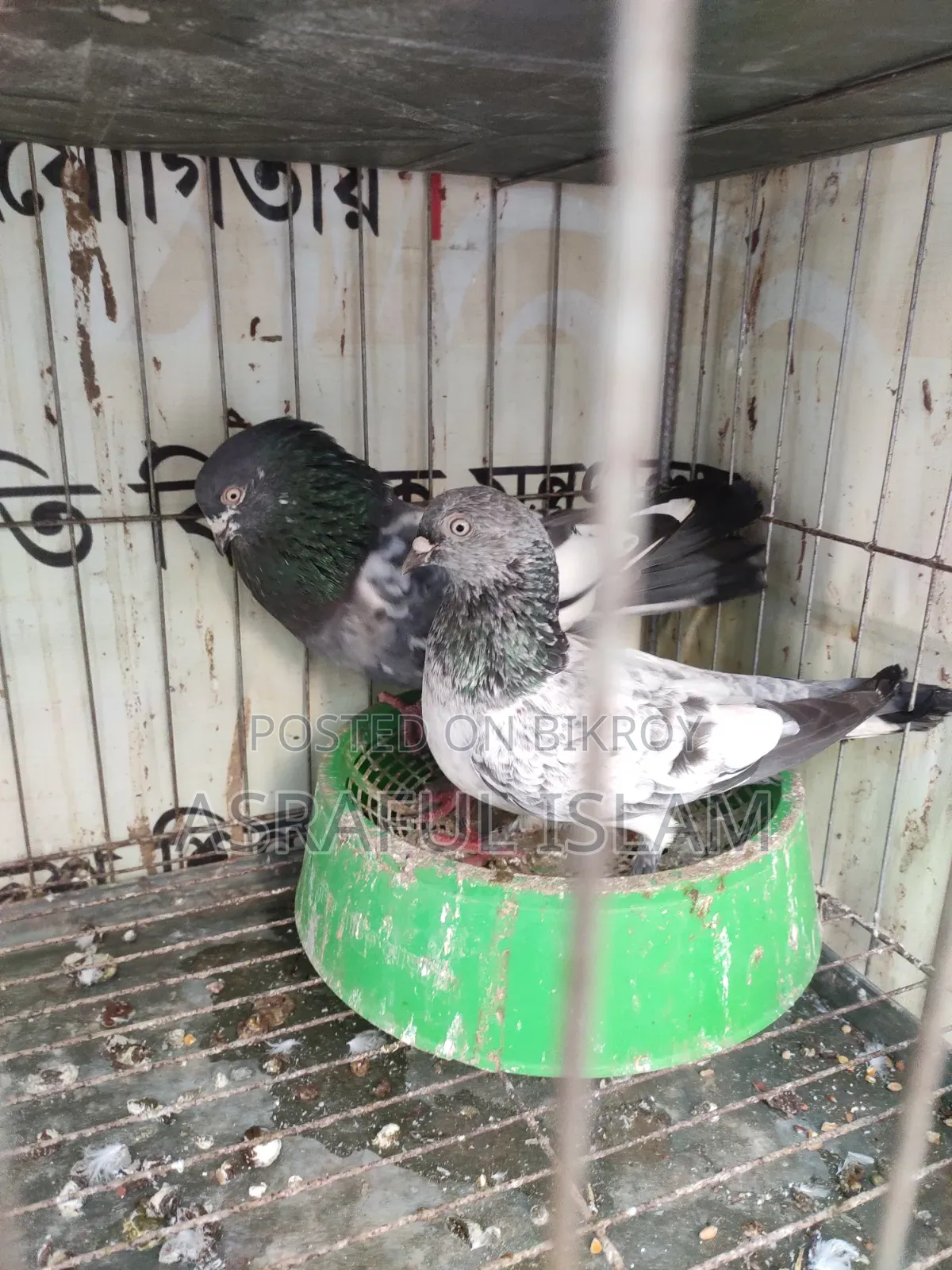 Giribaj Pigeon for sale