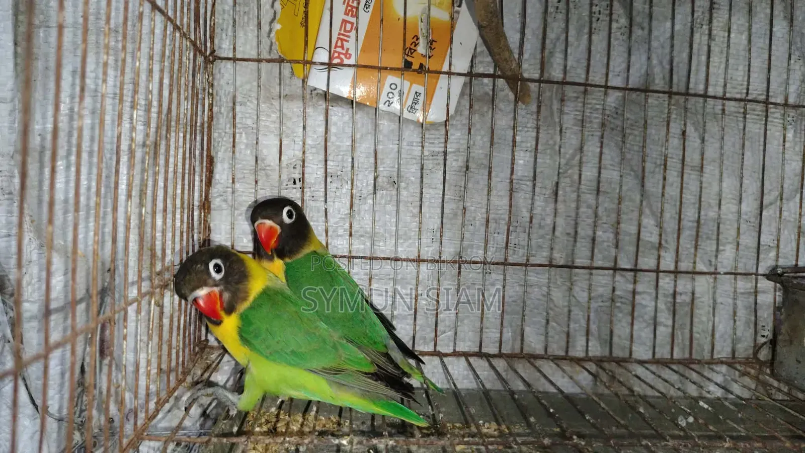 ইয়েলো কলার্ড লাভ বার্ড