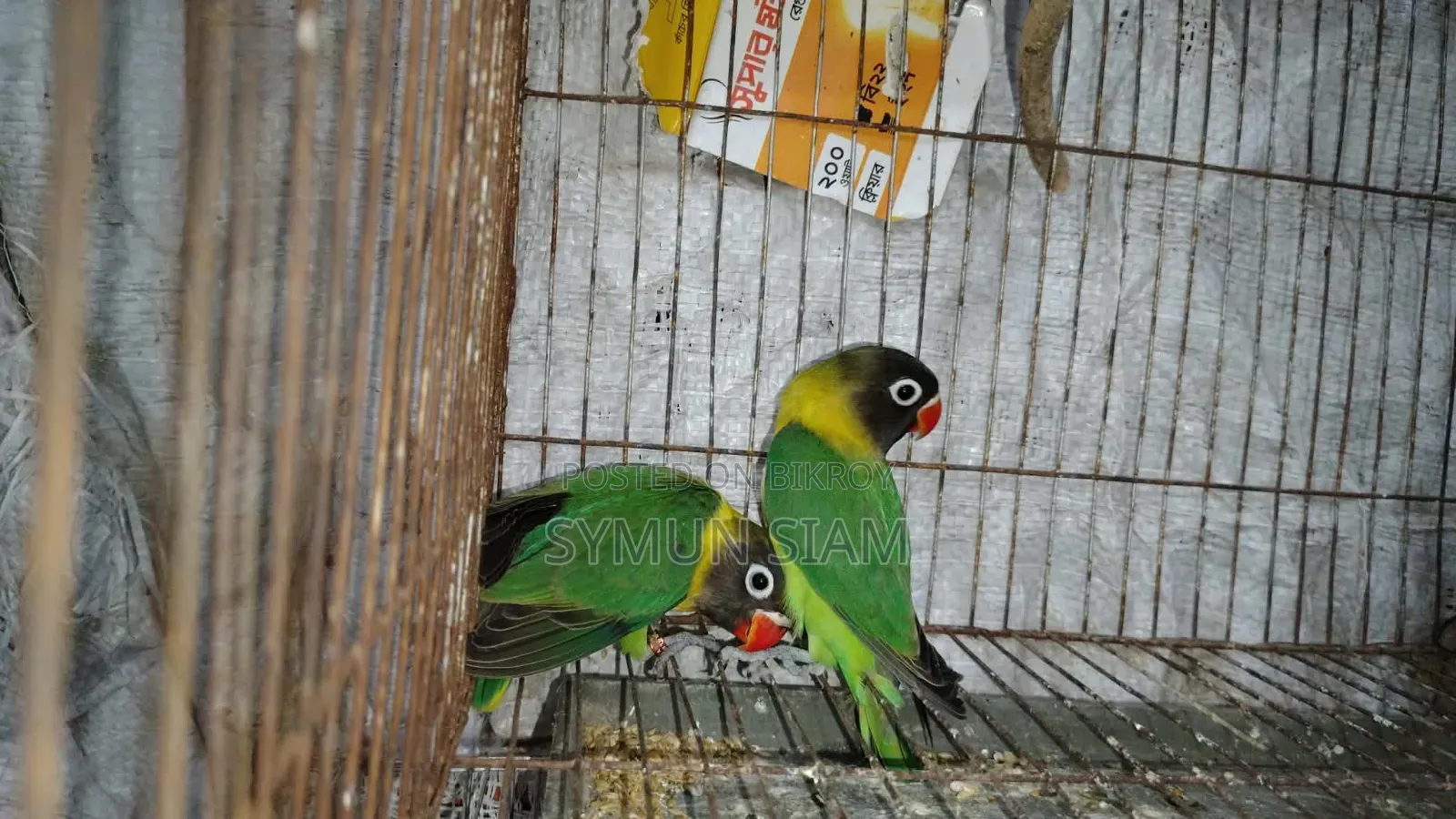 ইয়েলো কলার্ড লাভ বার্ড