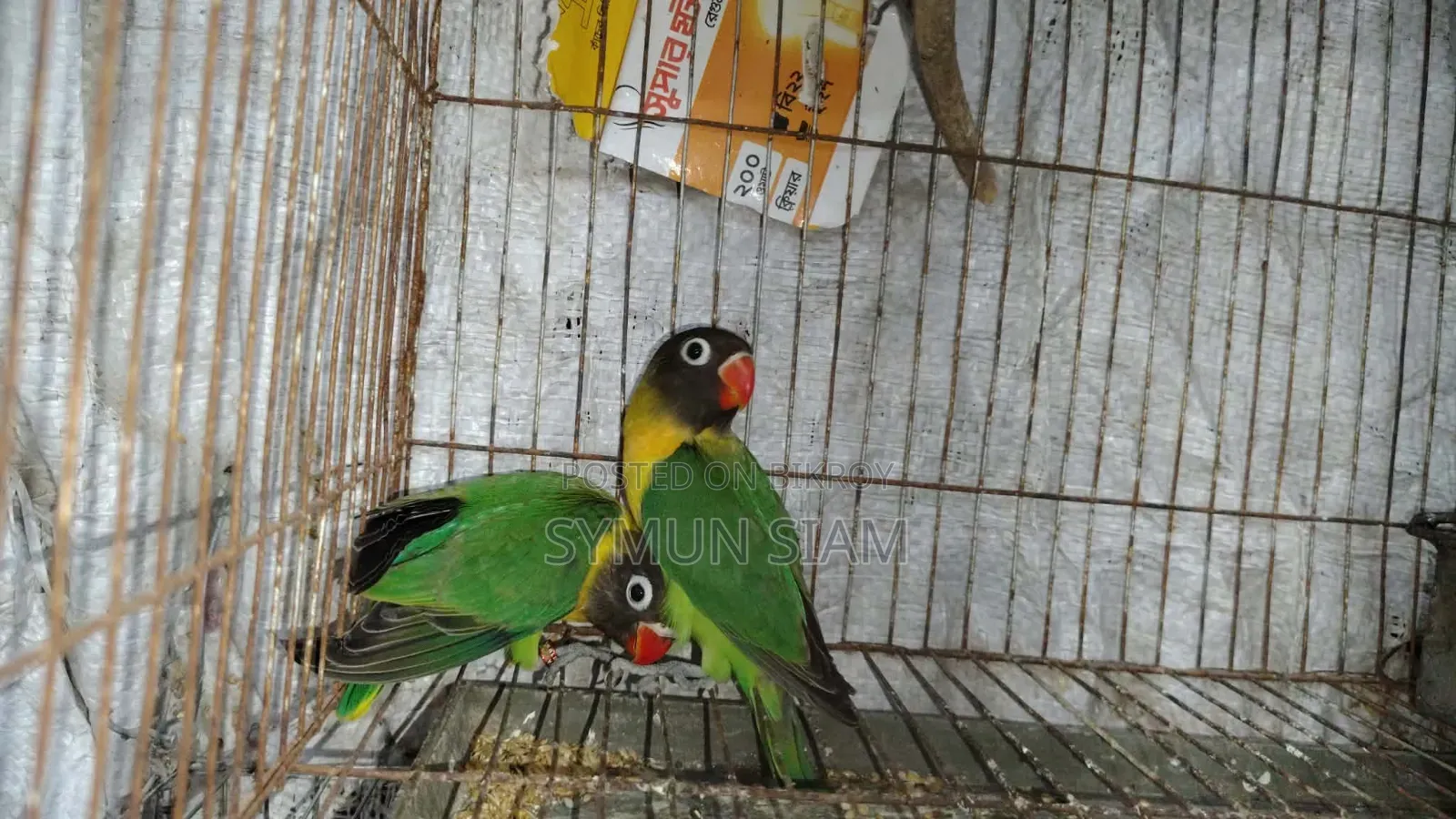 ইয়েলো কলার্ড লাভ বার্ড