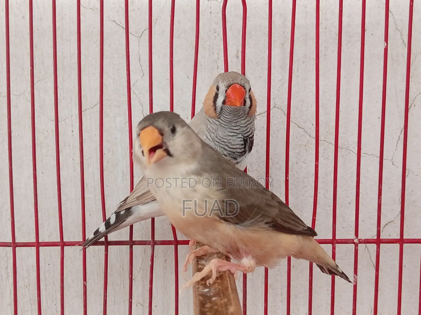Zebra Finch