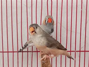 Zebra Finch