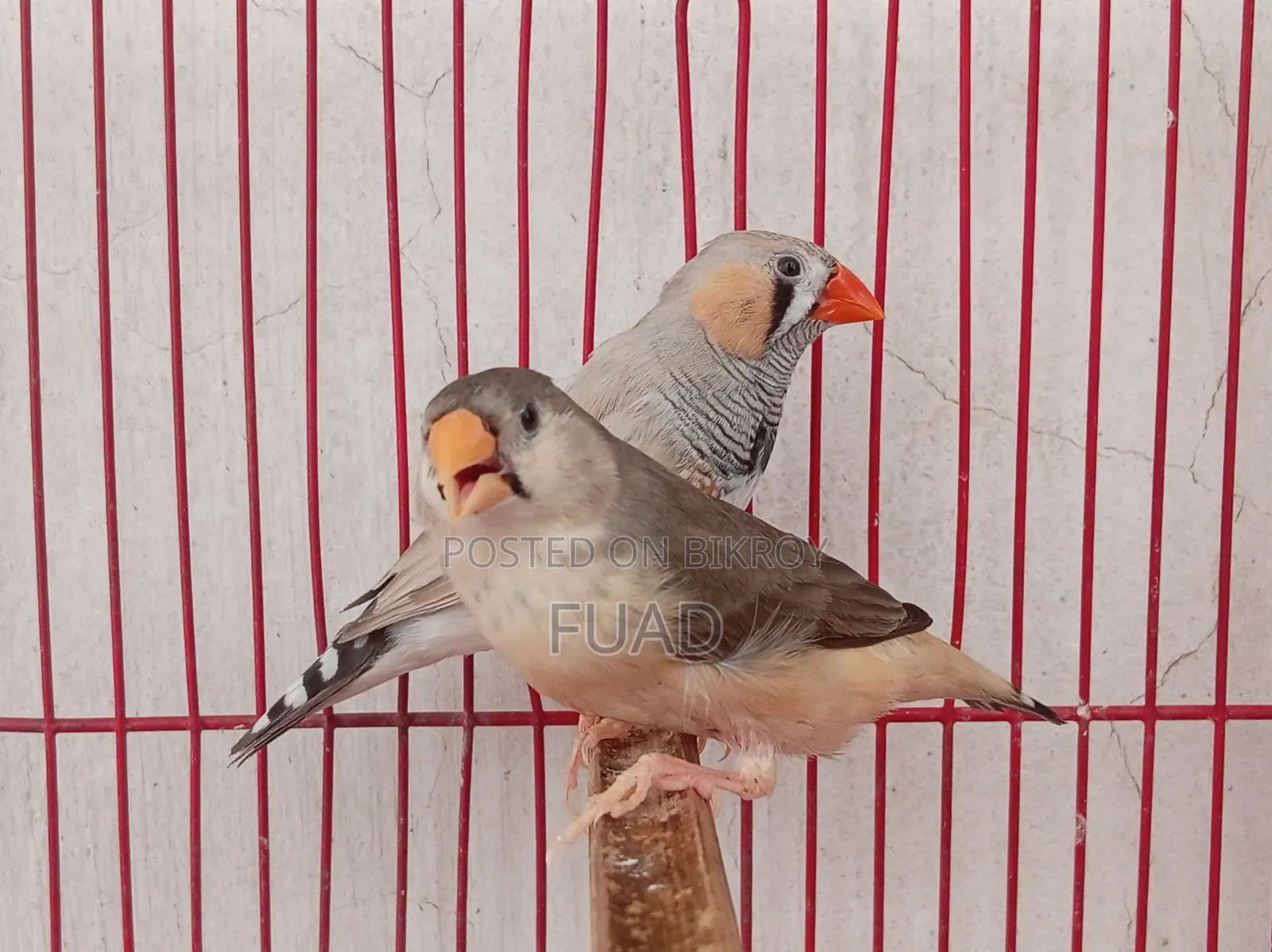 Zebra Finch